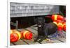 Black Labrador Retriever on Dock with Lobster Trap Buoys and Coils of Boat Rope, New Harbor-Lynn M^ Stone-Framed Photographic Print