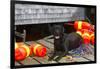 Black Labrador Retriever on Dock with Lobster Trap Buoys and Coils of Boat Rope, New Harbor-Lynn M^ Stone-Framed Photographic Print