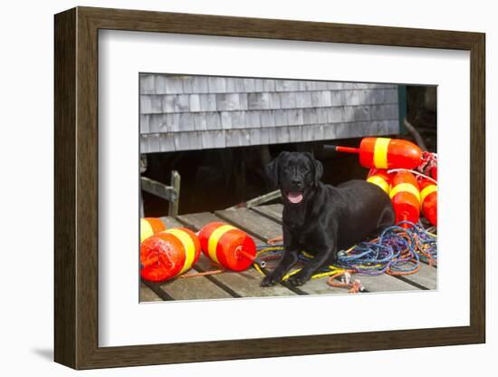 Black Labrador Retriever on Dock with Lobster Trap Buoys and Coils of Boat Rope, New Harbor-Lynn M^ Stone-Framed Photographic Print