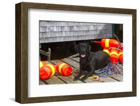 Black Labrador Retriever on Dock with Lobster Trap Buoys and Coils of Boat Rope, New Harbor-Lynn M^ Stone-Framed Photographic Print