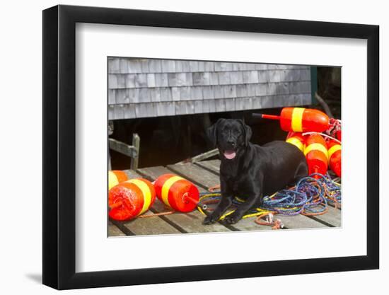 Black Labrador Retriever on Dock with Lobster Trap Buoys and Coils of Boat Rope, New Harbor-Lynn M^ Stone-Framed Photographic Print