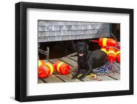 Black Labrador Retriever on Dock with Lobster Trap Buoys and Coils of Boat Rope, New Harbor-Lynn M^ Stone-Framed Photographic Print