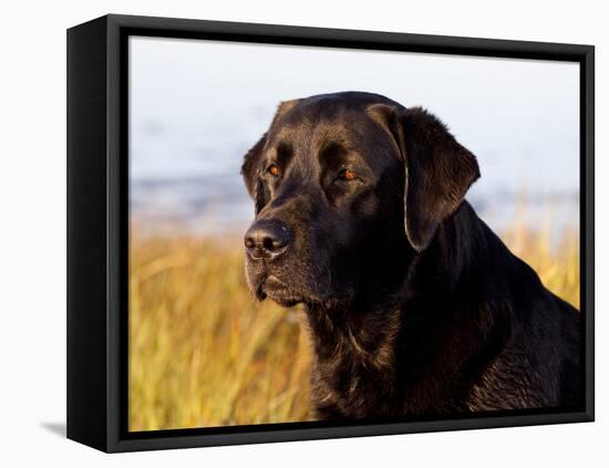 Black Labrador Retriever, Portrait-Lynn M^ Stone-Framed Stretched Canvas