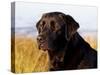 Black Labrador Retriever, Portrait-Lynn M^ Stone-Stretched Canvas