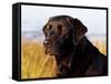 Black Labrador Retriever, Portrait-Lynn M^ Stone-Framed Stretched Canvas