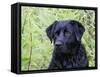 Black Labrador Retriever, Portrait-Lynn M^ Stone-Framed Stretched Canvas