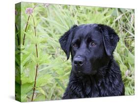 Black Labrador Retriever, Portrait-Lynn M^ Stone-Stretched Canvas