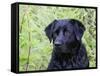 Black Labrador Retriever, Portrait-Lynn M^ Stone-Framed Stretched Canvas