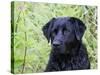 Black Labrador Retriever, Portrait-Lynn M^ Stone-Stretched Canvas