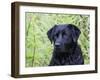 Black Labrador Retriever, Portrait-Lynn M^ Stone-Framed Premium Photographic Print