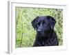 Black Labrador Retriever, Portrait-Lynn M^ Stone-Framed Photographic Print