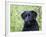 Black Labrador Retriever, Portrait-Lynn M^ Stone-Framed Photographic Print