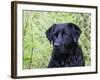 Black Labrador Retriever, Portrait-Lynn M^ Stone-Framed Photographic Print