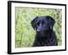 Black Labrador Retriever, Portrait-Lynn M^ Stone-Framed Photographic Print