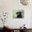Black Labrador Retriever, Portrait-Lynn M^ Stone-Mounted Photographic Print displayed on a wall