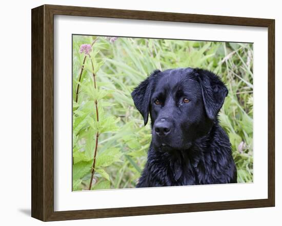 Black Labrador Retriever, Portrait-Lynn M^ Stone-Framed Photographic Print