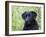 Black Labrador Retriever, Portrait-Lynn M^ Stone-Framed Photographic Print