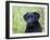 Black Labrador Retriever, Portrait-Lynn M^ Stone-Framed Photographic Print