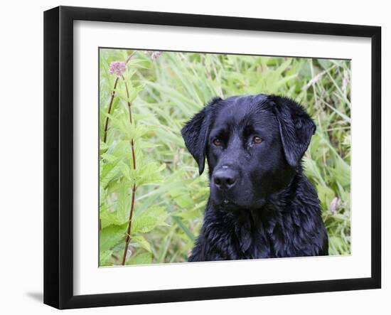 Black Labrador Retriever, Portrait-Lynn M^ Stone-Framed Photographic Print