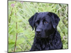 Black Labrador Retriever, Portrait-Lynn M^ Stone-Mounted Photographic Print