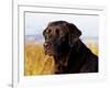 Black Labrador Retriever, Portrait-Lynn M^ Stone-Framed Photographic Print