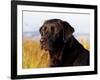 Black Labrador Retriever, Portrait-Lynn M^ Stone-Framed Photographic Print