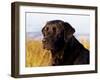 Black Labrador Retriever, Portrait-Lynn M^ Stone-Framed Photographic Print