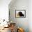 Black Labrador Retriever, Portrait-Lynn M^ Stone-Framed Photographic Print displayed on a wall