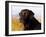 Black Labrador Retriever, Portrait-Lynn M^ Stone-Framed Photographic Print