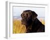 Black Labrador Retriever, Portrait-Lynn M^ Stone-Framed Photographic Print