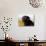 Black Labrador Retriever, Portrait-Lynn M^ Stone-Photographic Print displayed on a wall
