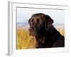 Black Labrador Retriever, Portrait-Lynn M^ Stone-Framed Photographic Print