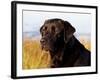 Black Labrador Retriever, Portrait-Lynn M^ Stone-Framed Photographic Print