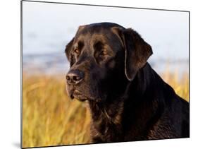 Black Labrador Retriever, Portrait-Lynn M^ Stone-Mounted Photographic Print