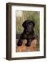 Black Labrador Retriever Pup in Antique Wooden Egg Box, Woodstock, Illinois, USA-Lynn M^ Stone-Framed Photographic Print