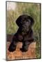 Black Labrador Retriever Pup in Antique Wooden Egg Box, Woodstock, Illinois, USA-Lynn M^ Stone-Mounted Photographic Print