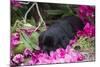 Black Labrador Retriever Pup-Lynn M^ Stone-Mounted Photographic Print