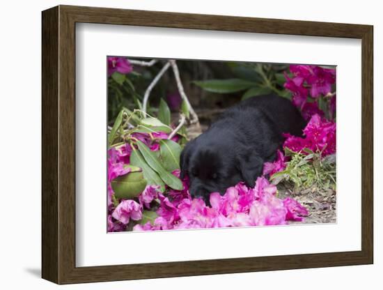 Black Labrador Retriever Pup-Lynn M^ Stone-Framed Photographic Print
