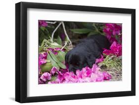 Black Labrador Retriever Pup-Lynn M^ Stone-Framed Photographic Print