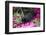 Black Labrador Retriever Pup-Lynn M^ Stone-Framed Photographic Print