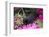 Black Labrador Retriever Pup-Lynn M^ Stone-Framed Photographic Print