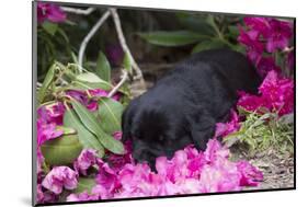 Black Labrador Retriever Pup-Lynn M^ Stone-Mounted Photographic Print