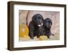 Black Labrador Retriever puppies sitting on a hay bale with pumpkins-Zandria Muench Beraldo-Framed Photographic Print