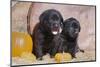 Black Labrador Retriever puppies sitting on a hay bale with pumpkins-Zandria Muench Beraldo-Mounted Photographic Print