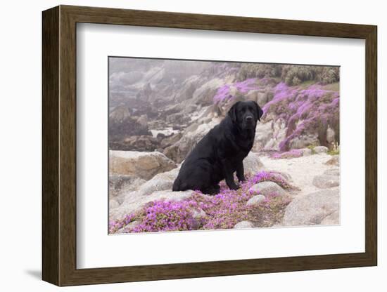 Black Labrador Retriever Sitting in Purple Mat Flowers on Coastal Rocks, Pacific Grove-Lynn M^ Stone-Framed Photographic Print