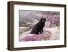 Black Labrador Retriever Sitting in Purple Mat Flowers on Coastal Rocks, Pacific Grove-Lynn M^ Stone-Framed Photographic Print