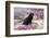 Black Labrador Retriever Sitting in Purple Mat Flowers on Coastal Rocks, Pacific Grove-Lynn M^ Stone-Framed Photographic Print