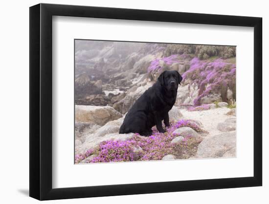 Black Labrador Retriever Sitting in Purple Mat Flowers on Coastal Rocks, Pacific Grove-Lynn M^ Stone-Framed Photographic Print