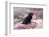 Black Labrador Retriever Sitting in Purple Mat Flowers on Coastal Rocks, Pacific Grove-Lynn M^ Stone-Framed Photographic Print