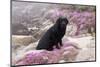 Black Labrador Retriever Sitting in Purple Mat Flowers on Coastal Rocks, Pacific Grove-Lynn M^ Stone-Mounted Photographic Print